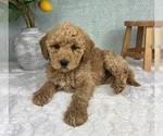 Small #4 Goldendoodle (Miniature)