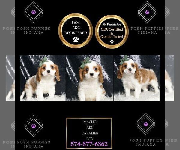 Medium Photo #1 Cavalier King Charles Spaniel Puppy For Sale in WARSAW, IN, USA