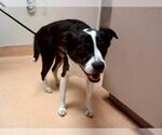 Small Border Collie Mix