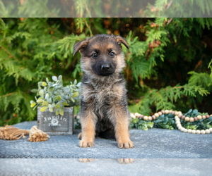 Medium German Shepherd Dog