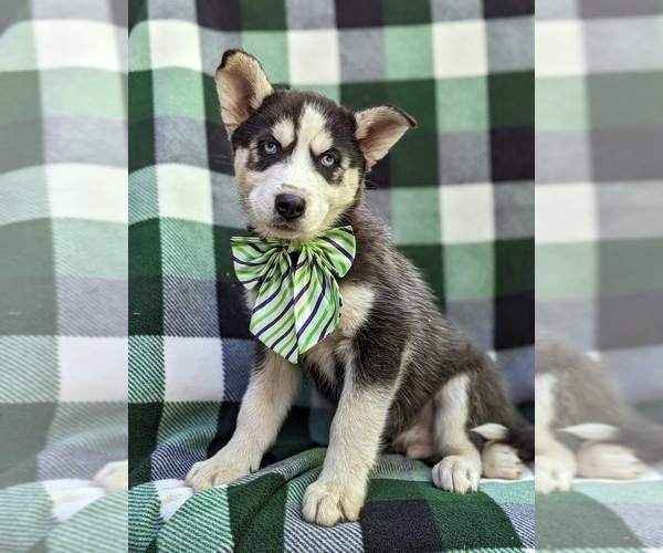 Medium Photo #1 Siberian Husky Puppy For Sale in QUARRYVILLE, PA, USA