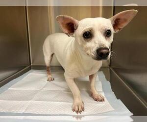 Chihuahua Dogs for adoption in Orange, CA, USA