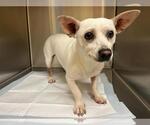 Small Chihuahua