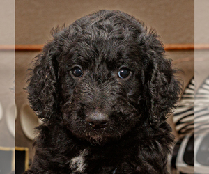 Goldendoodle-Poodle (Standard) Mix Dog for Adoption in PORTER, Oklahoma USA