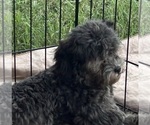 Macey - Female Poodle (Miniature) Puppy for Sale - Photo #4
