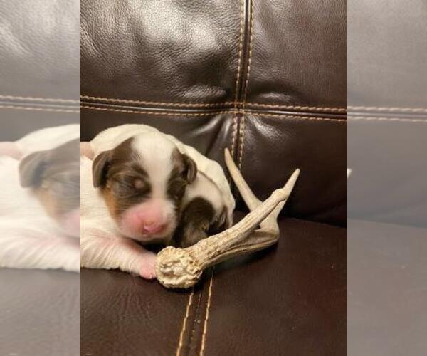 Medium Photo #1 English Setter Puppy For Sale in FINLAYSON, MN, USA