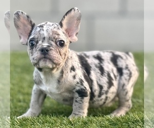 Basenji Puppy for sale in RIVERSIDE, CA, USA