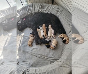 Mother of the Goldendoodle puppies born on 11/29/2023