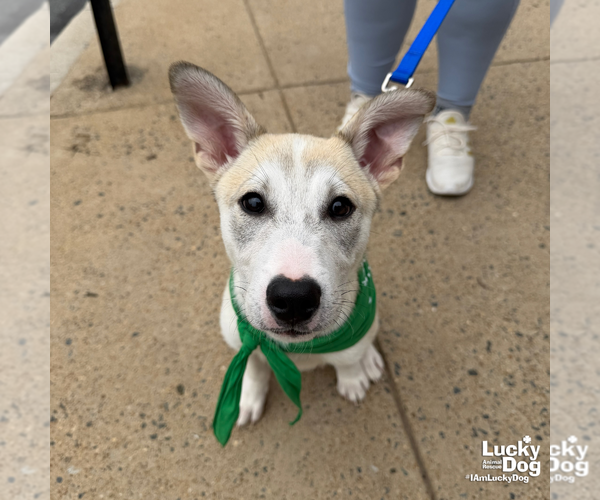 Medium Photo #9 Australian Shepherd-Unknown Mix Puppy For Sale in Washington, DC, USA