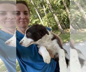 Border Collie Puppy for Sale in CORTLAND, Ohio USA