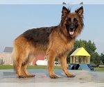 Small #3 German Shepherd Dog