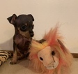 Small Photo #30 Miniature Pinscher Puppy For Sale in BULGER, PA, USA