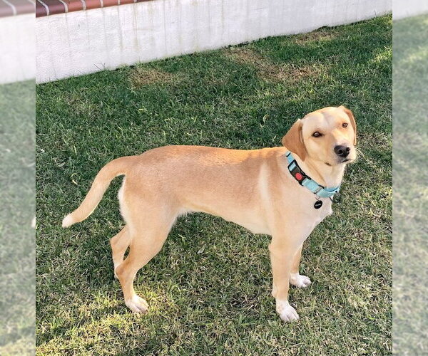 Medium Photo #3 Golden Retriever-Unknown Mix Puppy For Sale in San Juan Capistrano, CA, USA
