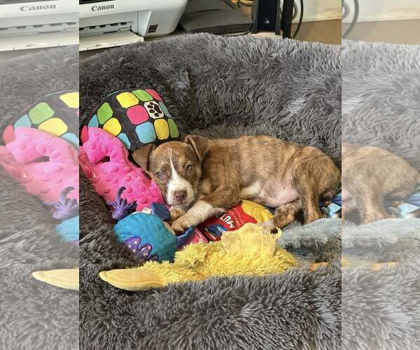 Medium Photo #2 Mutt Puppy For Sale in Greenville, SC, USA