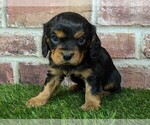 Small #6 Cavalier King Charles Spaniel