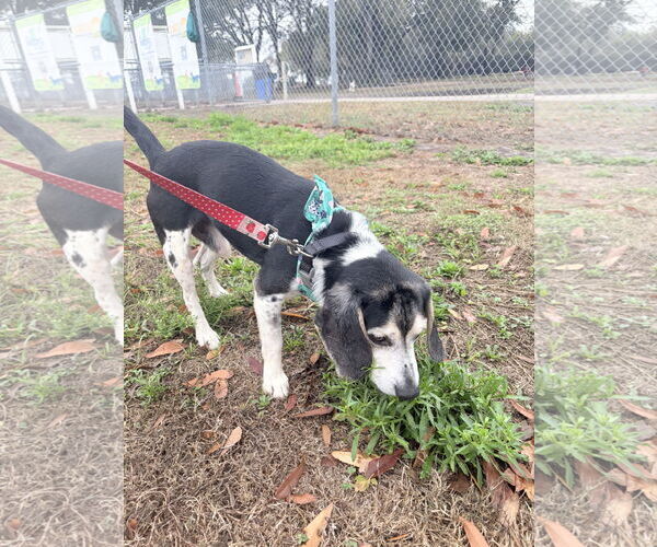 Medium Photo #7 Beagle Puppy For Sale in Tampa, FL, USA
