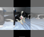 Small Photo #10 Akita Puppy For Sale in CANTONMENT, FL, USA