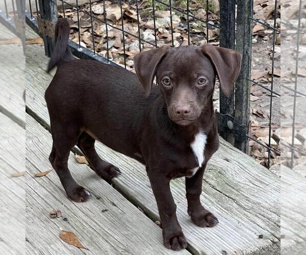 Medium Photo #4 Dachshund-Unknown Mix Puppy For Sale in Yardley, PA, USA