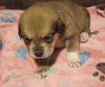 Small Photo #2 Great Pyrenees-Rottweiler Mix Puppy For Sale in SALEM, AR, USA