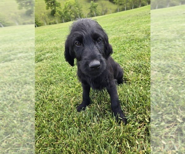 Medium Photo #1 Labradoodle Puppy For Sale in WILLIAMSTOWN, KY, USA