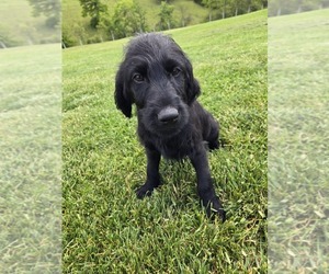 Labradoodle Puppy for sale in WILLIAMSTOWN, KY, USA