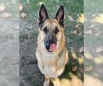 Small Photo #2 German Shepherd Dog Puppy For Sale in Riverside, CA, USA