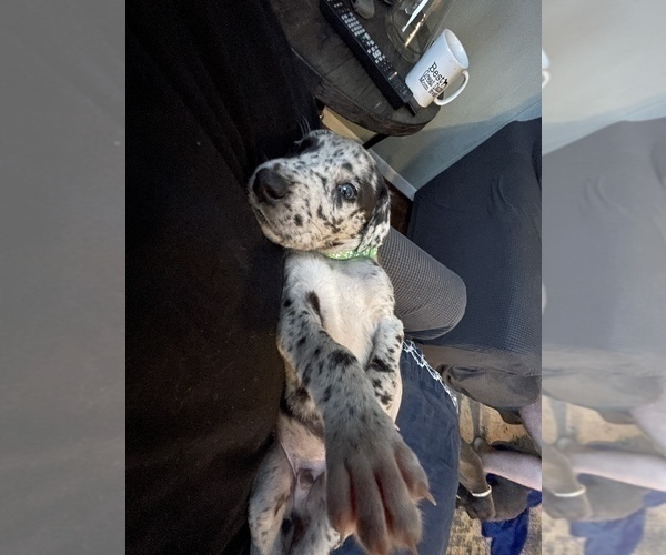Medium Photo #6 Great Dane Puppy For Sale in HAYES, VA, USA