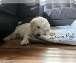 Small Photo #14 Goldendoodle Puppy For Sale in VANCOUVER, WA, USA