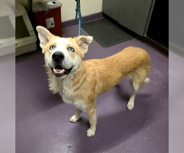 Medium Photo #2 German Shepherd Dog-Siberian Husky Mix Puppy For Sale in Long Beach, CA, USA