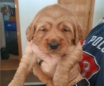 Small Photo #14 Golden Retriever Puppy For Sale in DULUTH, MN, USA