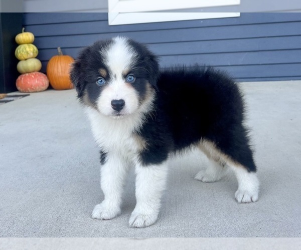 Medium Photo #1 Australian Shepherd Puppy For Sale in LODA, IL, USA