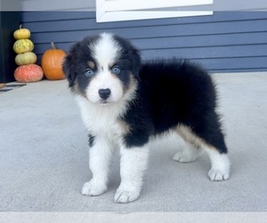 Australian Shepherd Puppy for sale in LODA, IL, USA