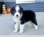 Small Australian Shepherd