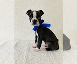 Small Photo #6 Boston Terrier Puppy For Sale in SAN ANTONIO, TX, USA
