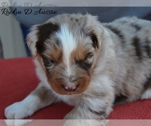 Australian Shepherd Puppy for sale in MADISON, IN, USA