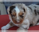 Image preview for Ad Listing. Nickname: Red merle male