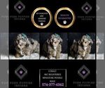 Small Photo #120 Poodle (Toy) Puppy For Sale in WARSAW, IN, USA