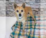 Small #1 Chihuahua-pomeranian spitz Mix