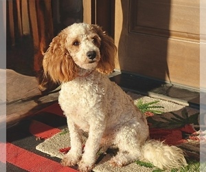 Mother of the Goldendoodle (Miniature) puppies born on 07/27/2026
