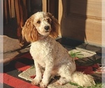 Small Photo #1 Goldendoodle (Miniature) Puppy For Sale in GIRARD, KS, USA