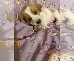 Small Photo #9 Basset Hound Puppy For Sale in GREENLEAF, WI, USA