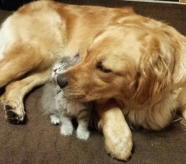 Mother of the Goldendoodle puppies born on 12/01/2017