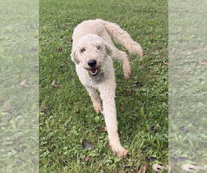 Golden Retriever Dogs for adoption in Osgood, IN, USA