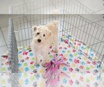 Small #3 Schnoodle (Miniature)
