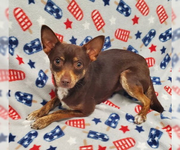 Medium Photo #1 Chihuahua Puppy For Sale in Lake City, MI, USA