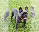 Small Photo #1 French Bulldog Puppy For Sale in ATHENS, GA, USA