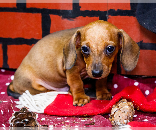 Medium Photo #35 Dachshund Puppy For Sale in WAKARUSA, IN, USA