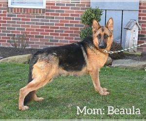 Mother of the German Shepherd Dog puppies born on 01/30/2024