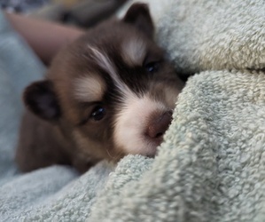 Pomsky Puppy for sale in ALLEN, TX, USA