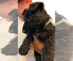 Puppy Grizzly Scottish Terrier